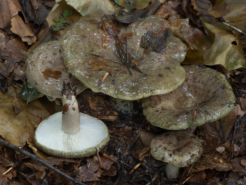 Lactarius blennius